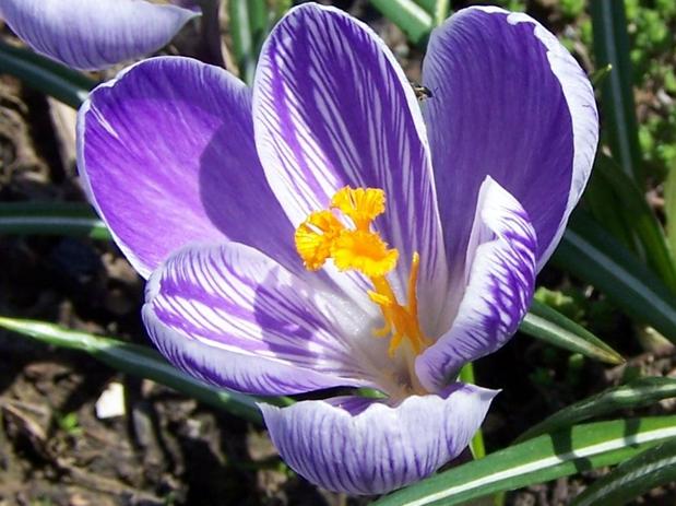 Crocus sativus